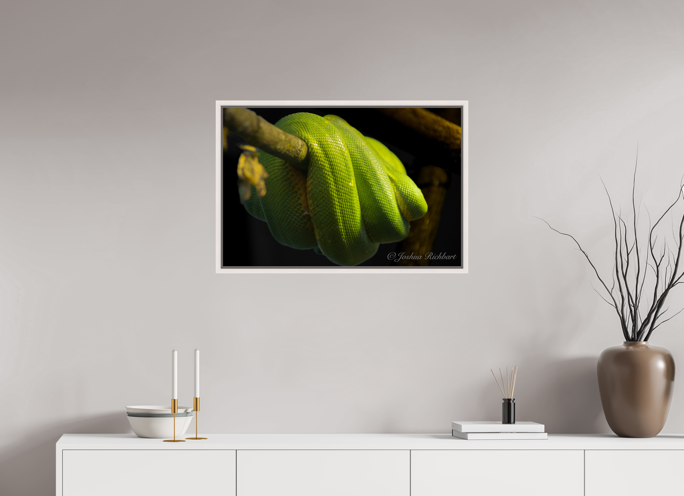 Green Tree Python in the Wild