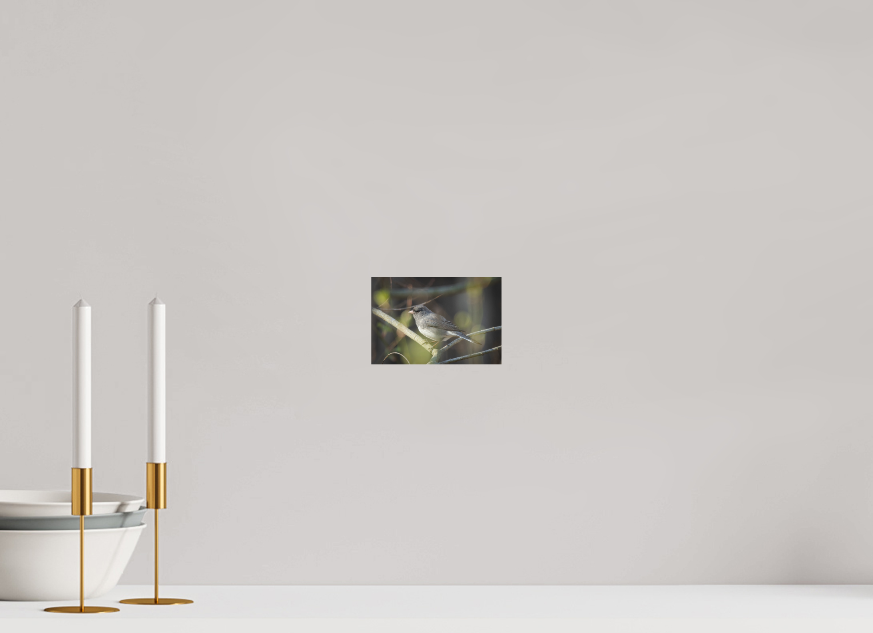 Dark-Eyed Junco Perched