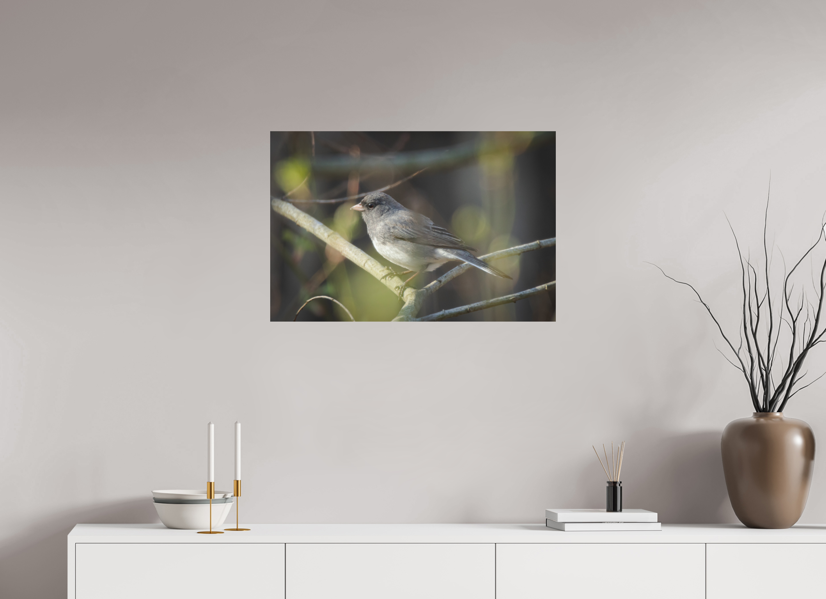 Dark-Eyed Junco Perched