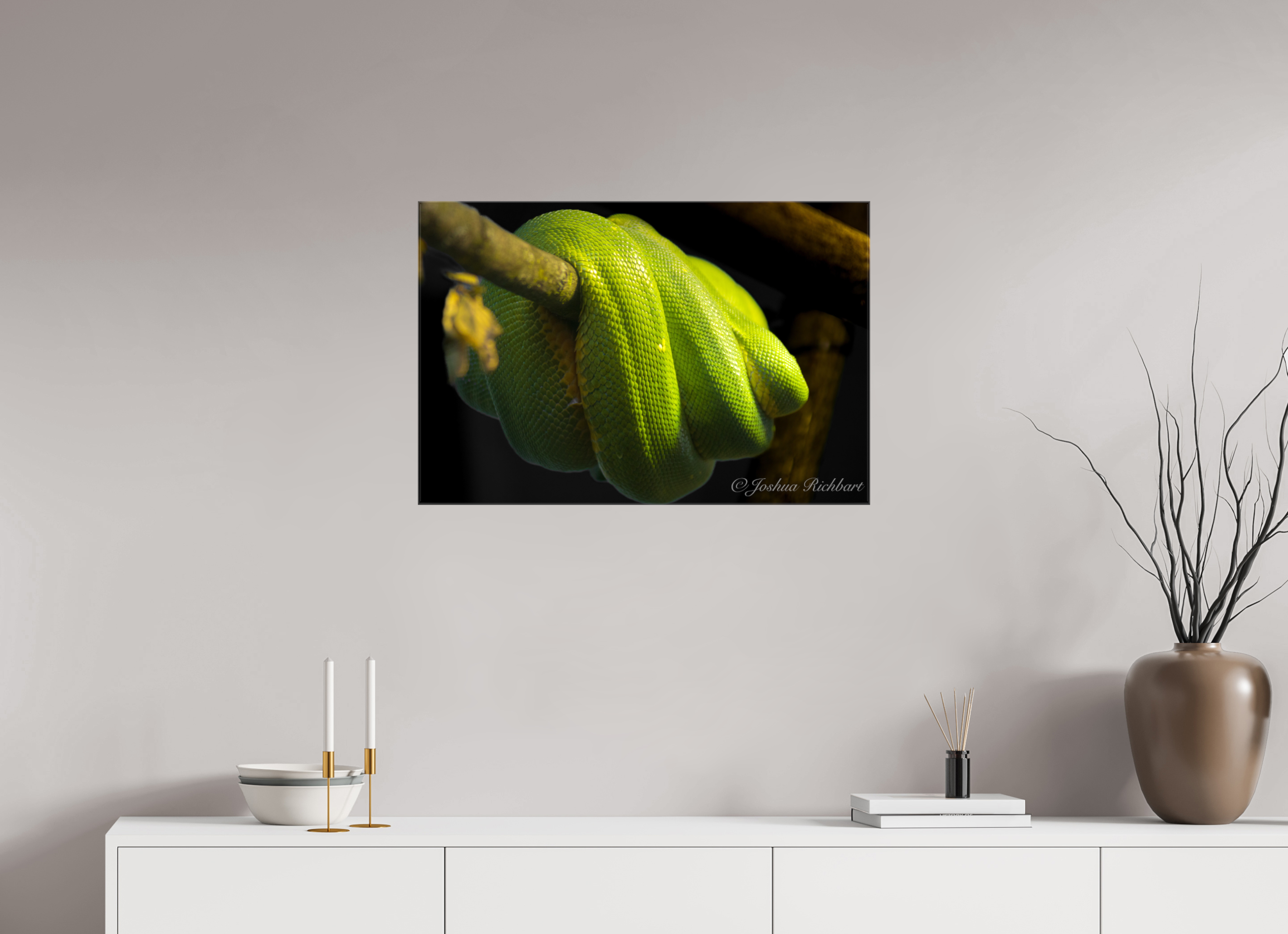 Green Tree Python in the Wild