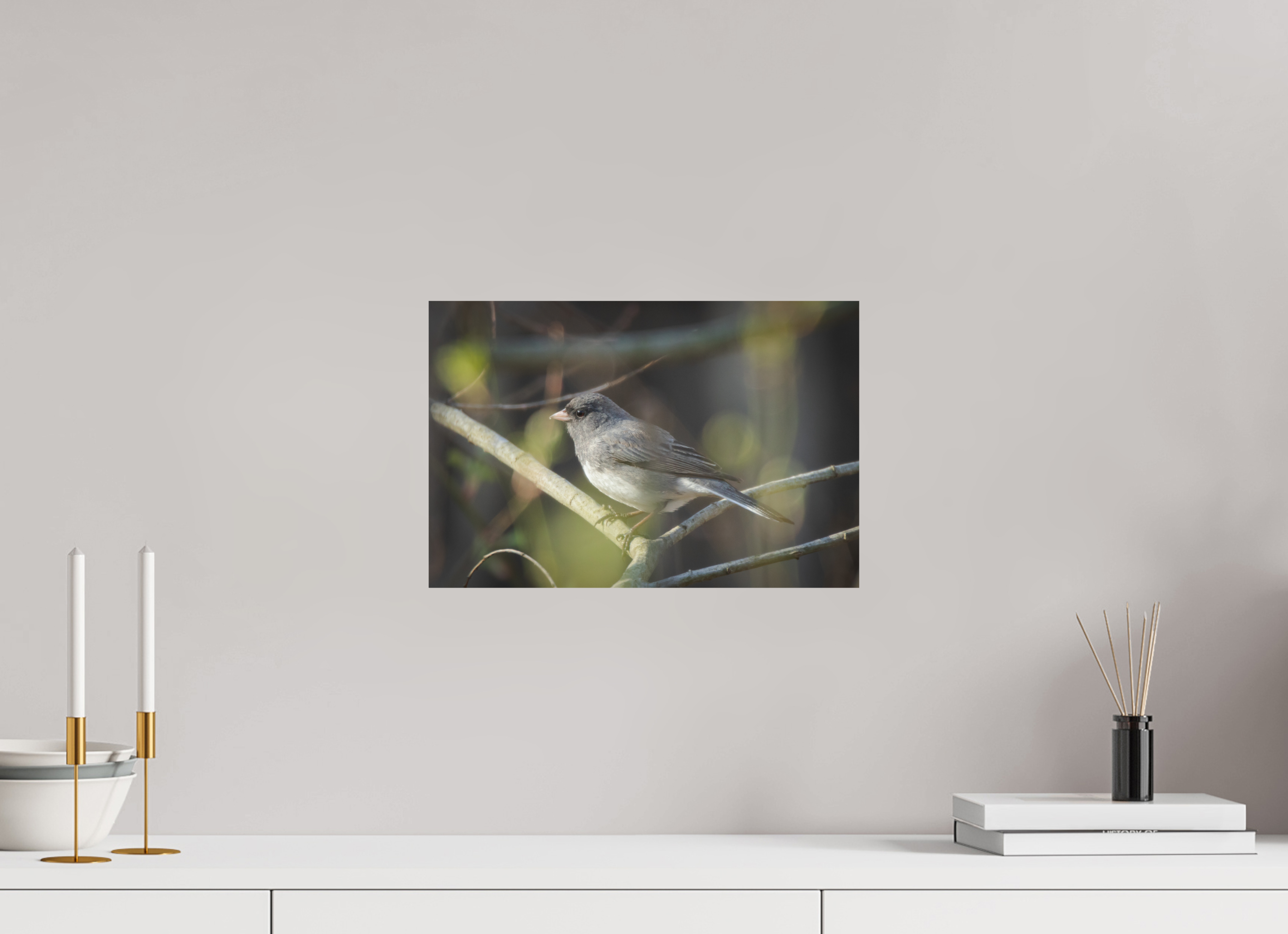 Dark-Eyed Junco Perched