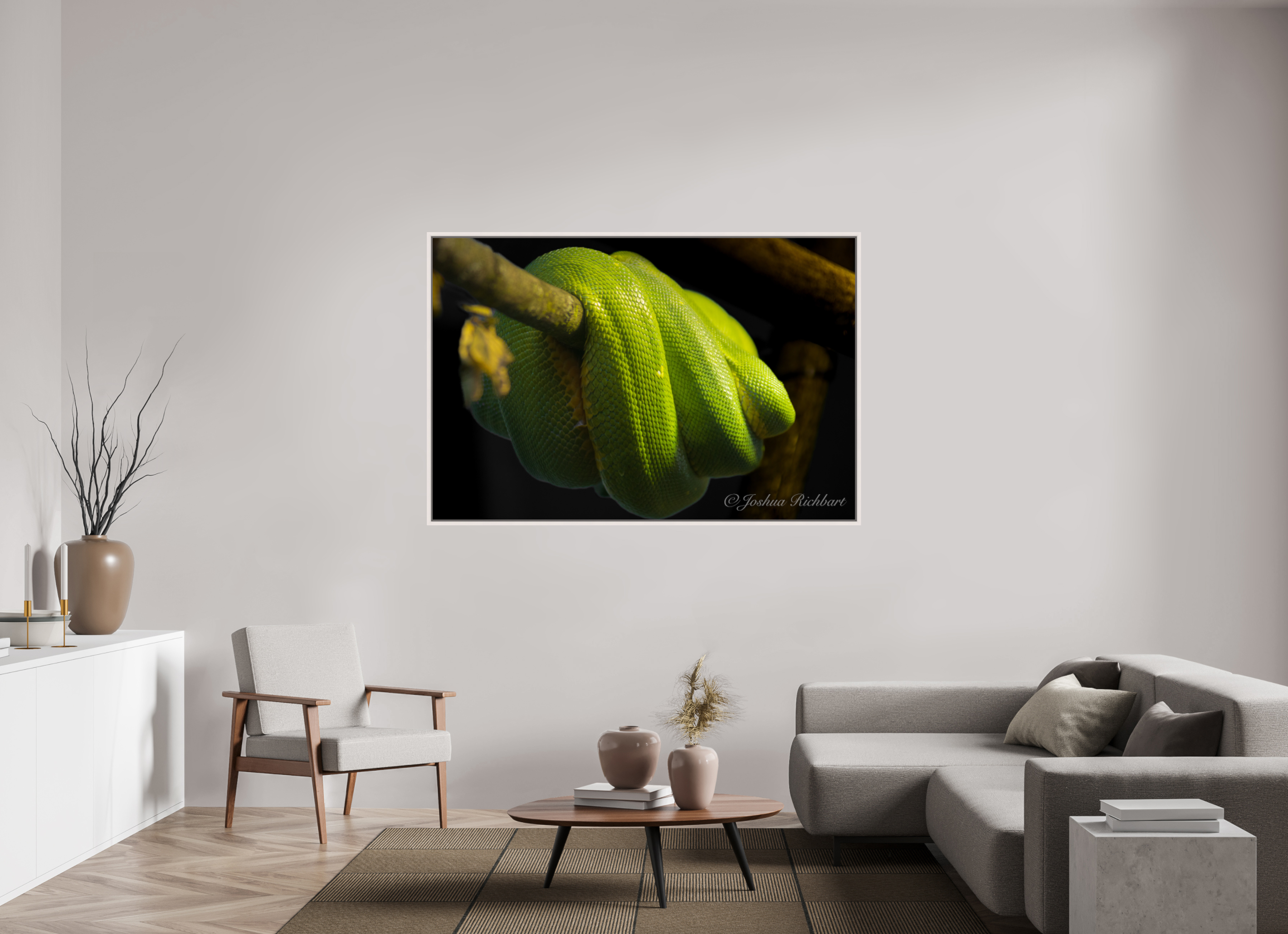 Green Tree Python in the Wild