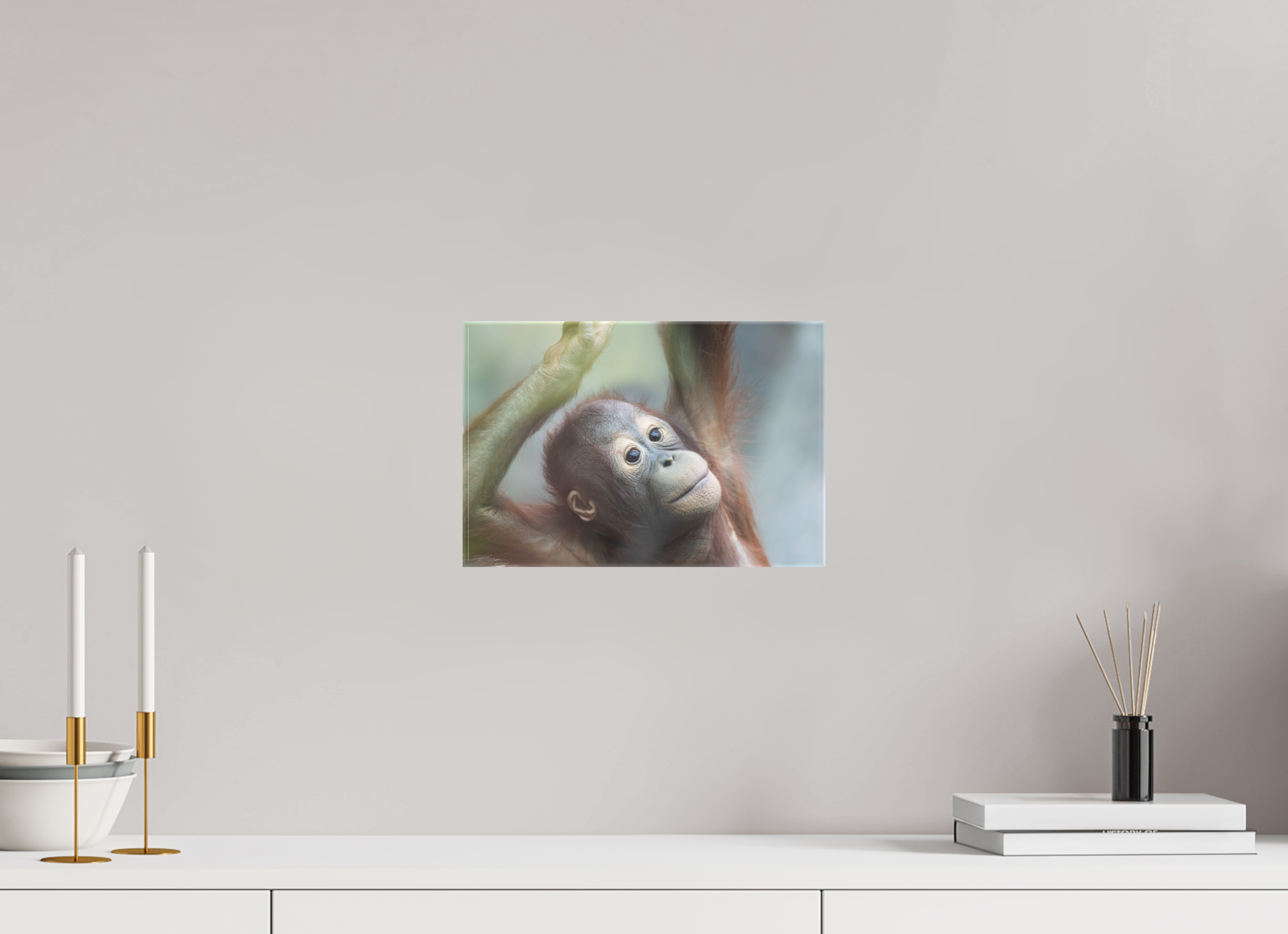 Young Orangutan