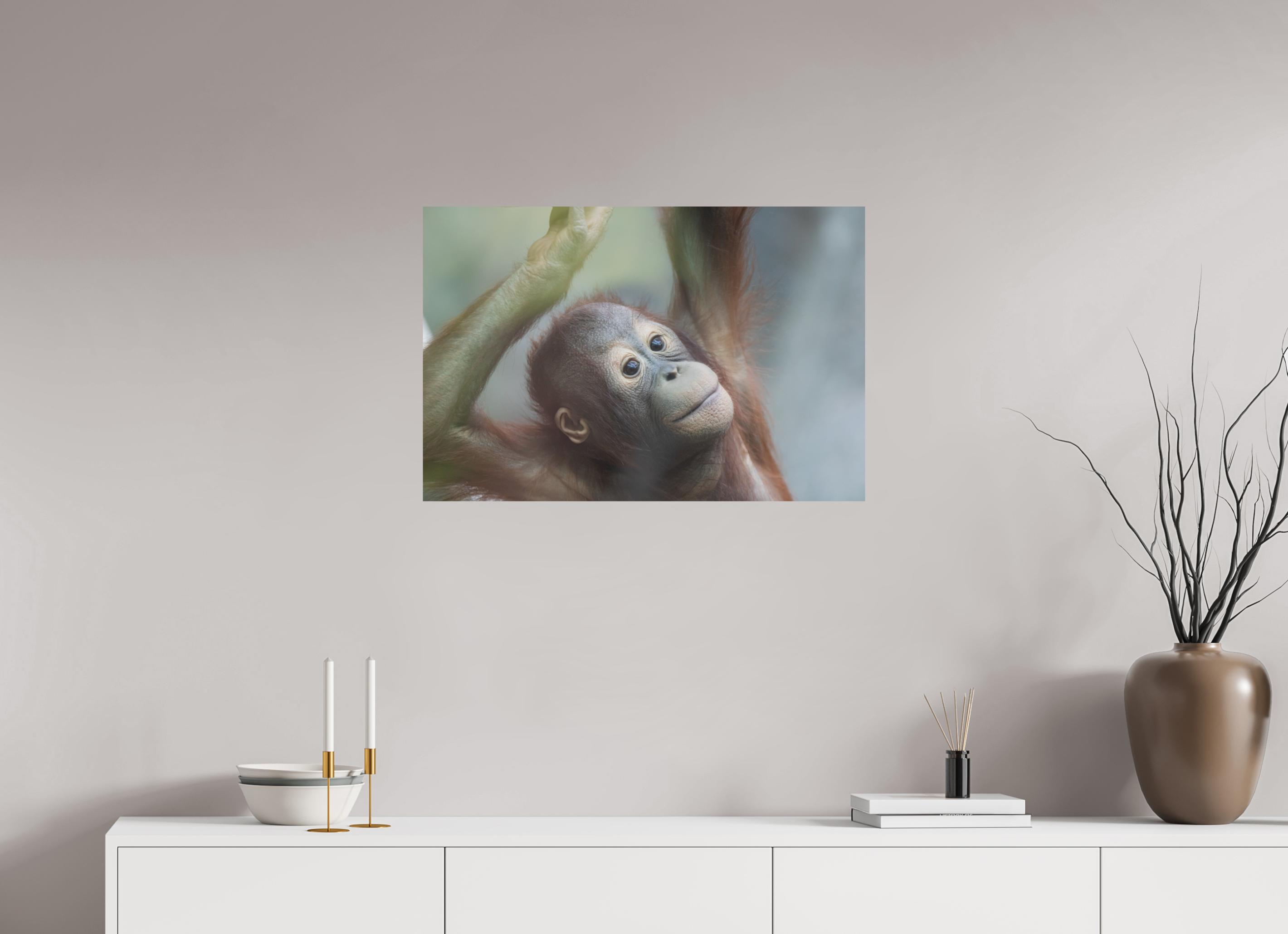 Young Orangutan
