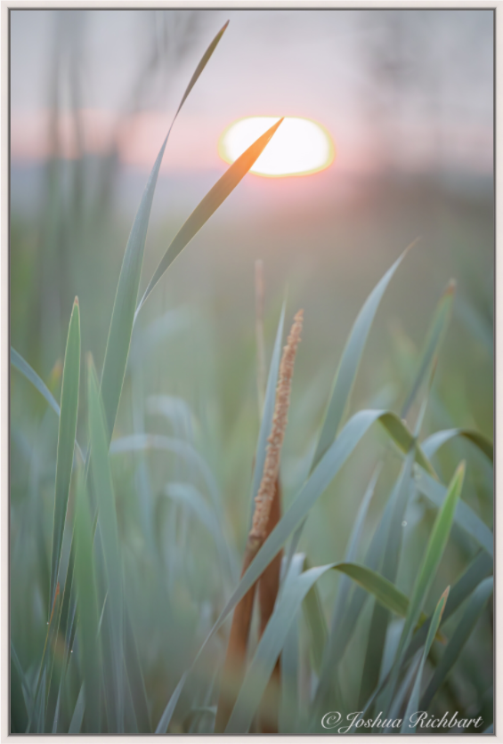 Morning Light in the Meadow