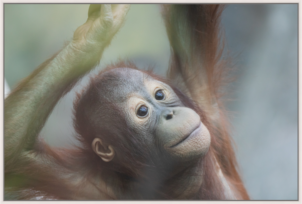 Young Orangutan