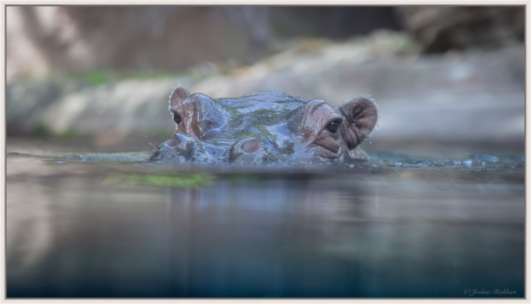 Hippo in the Water