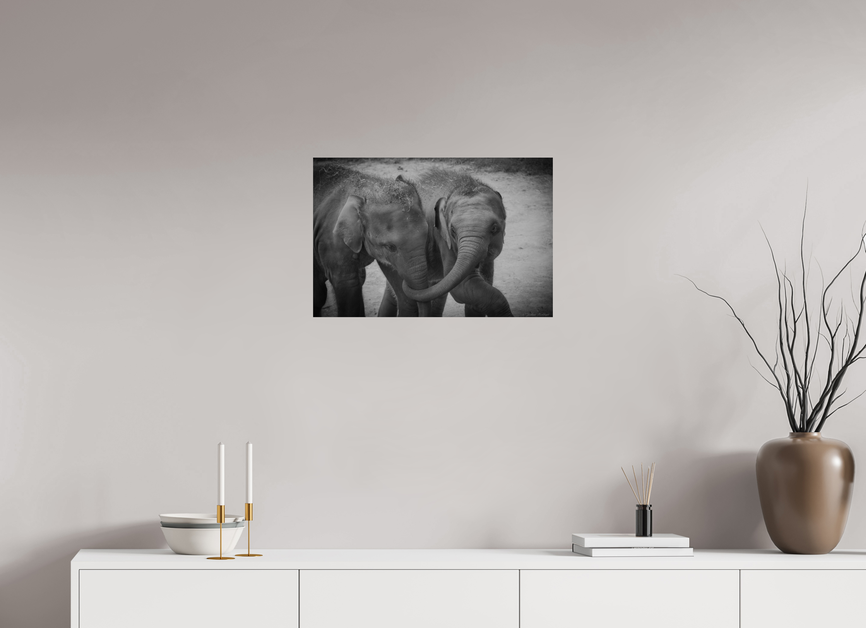 Baby Elephants