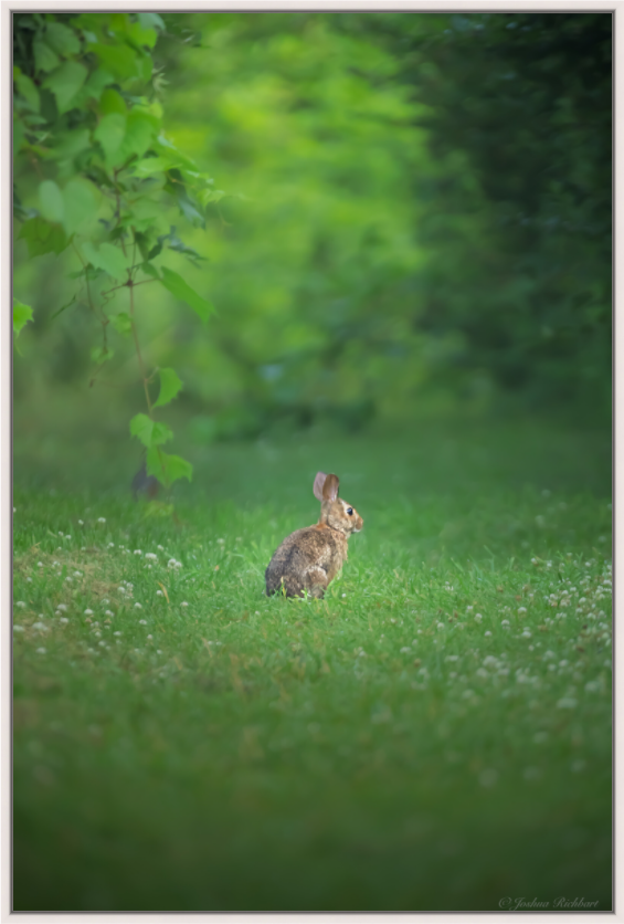 Curious Bunny in the Meadow