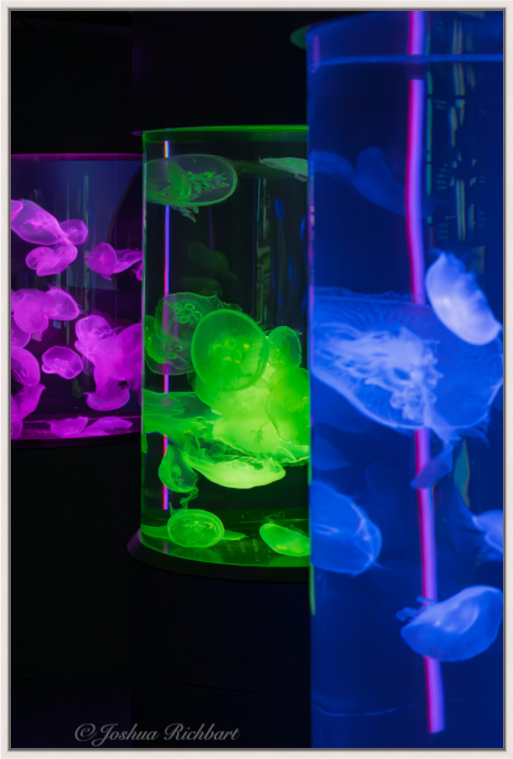 Luminous Jellyfish