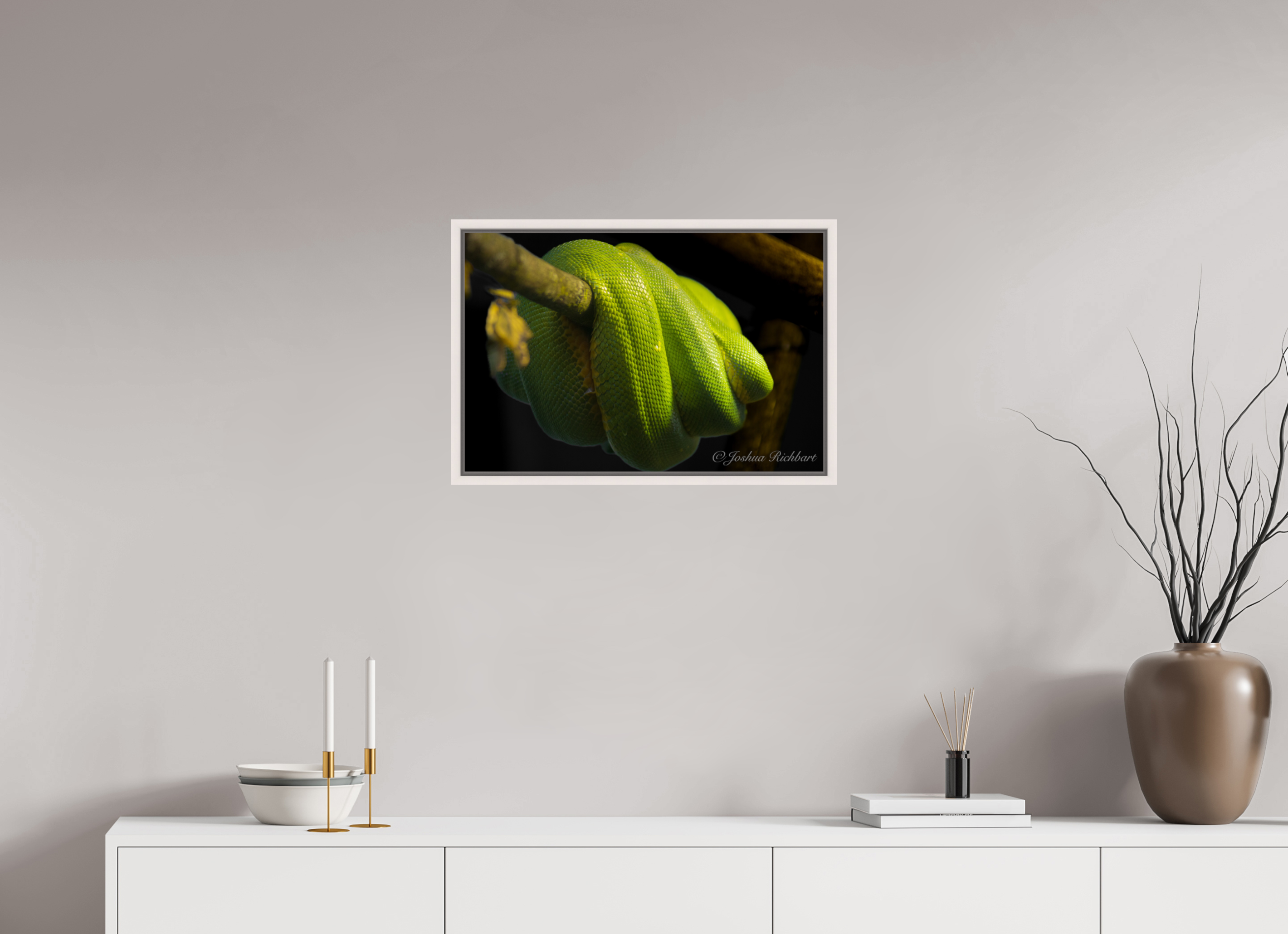 Green Tree Python in the Wild