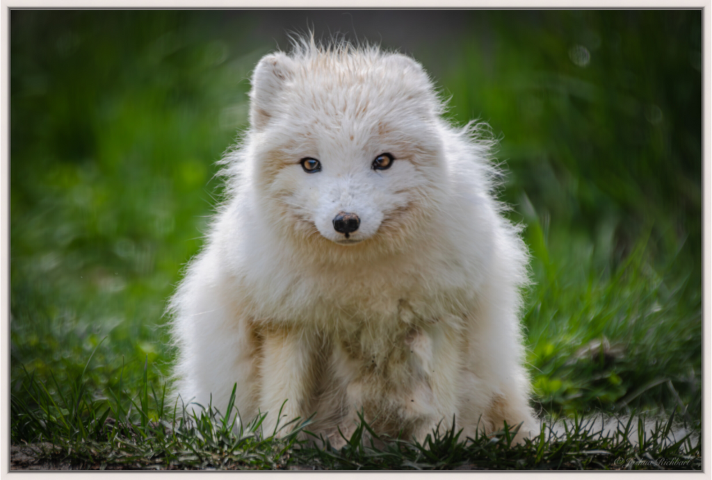 Arctic Fox