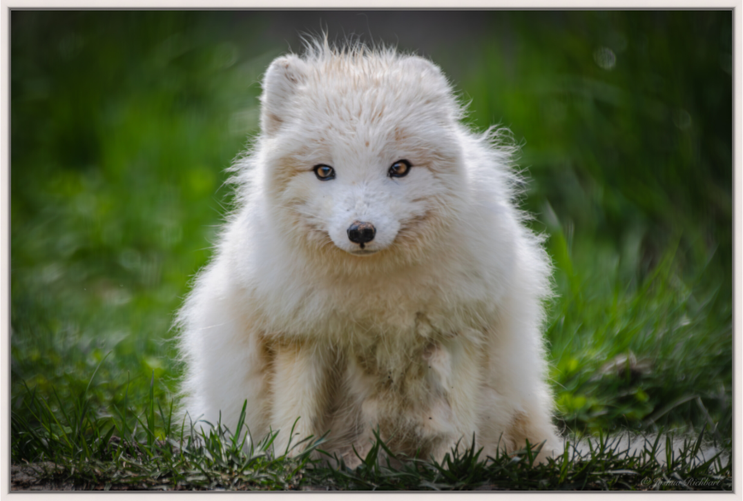 Arctic Fox