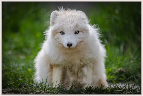 Arctic Fox