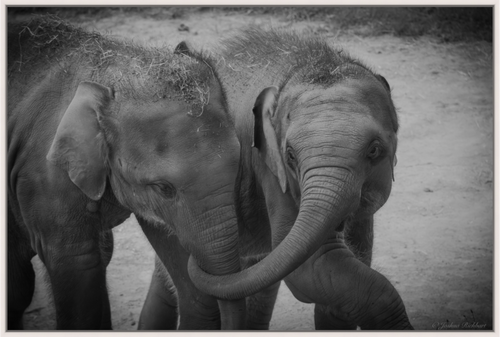 Baby Elephants