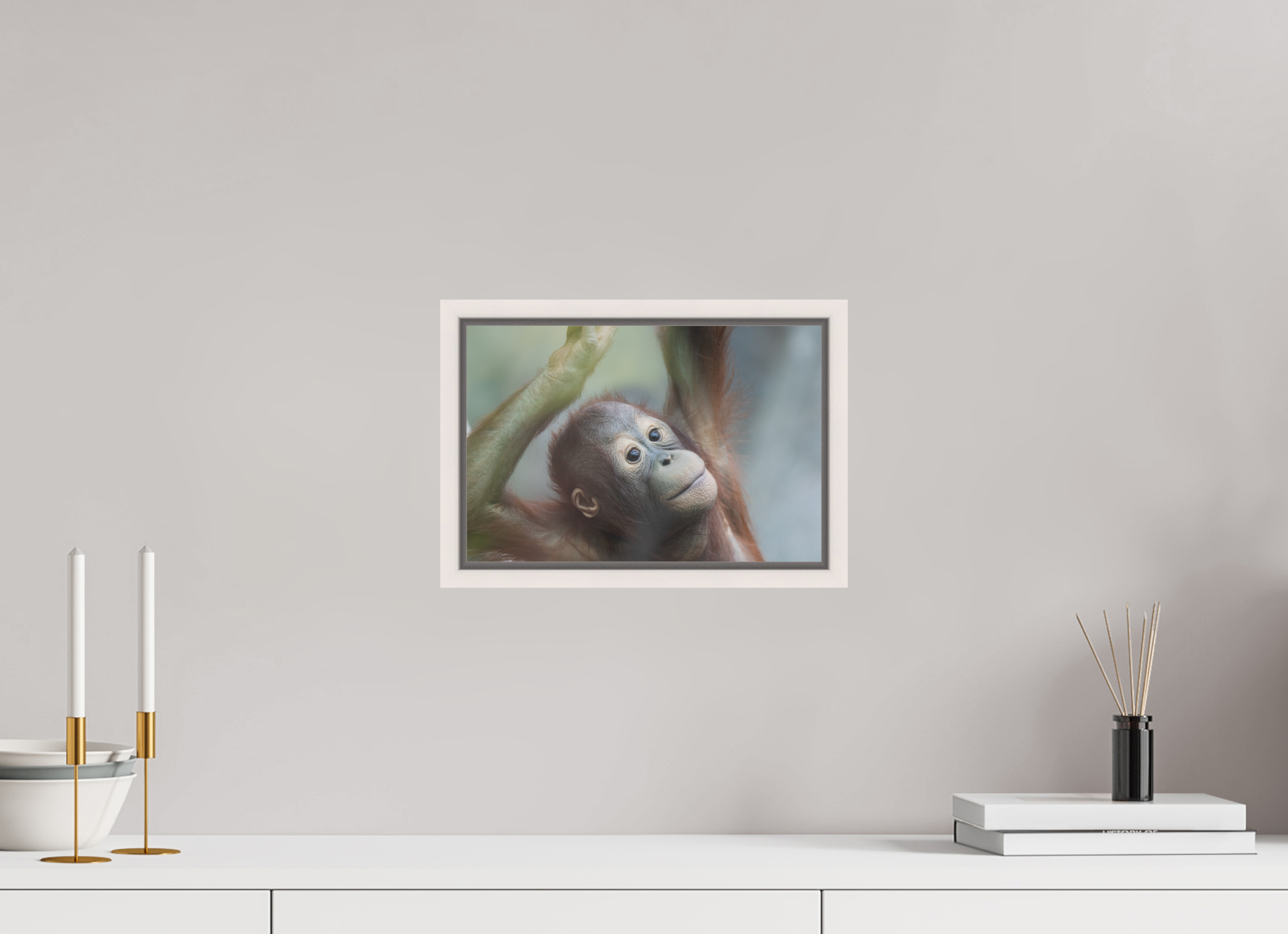 Young Orangutan