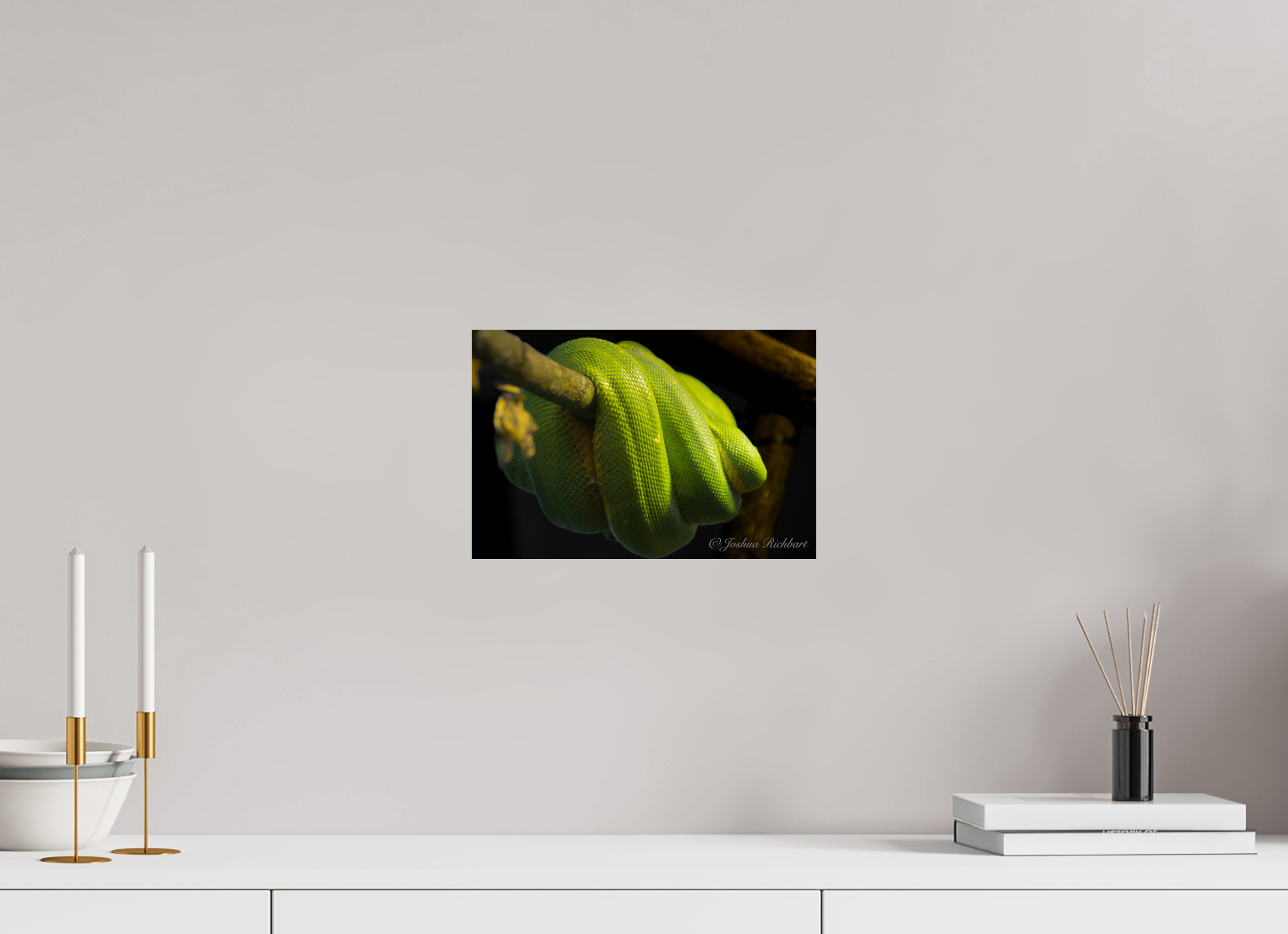 Green Tree Python in the Wild