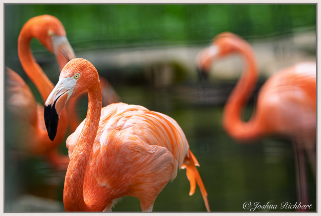 Flamingo Gathering