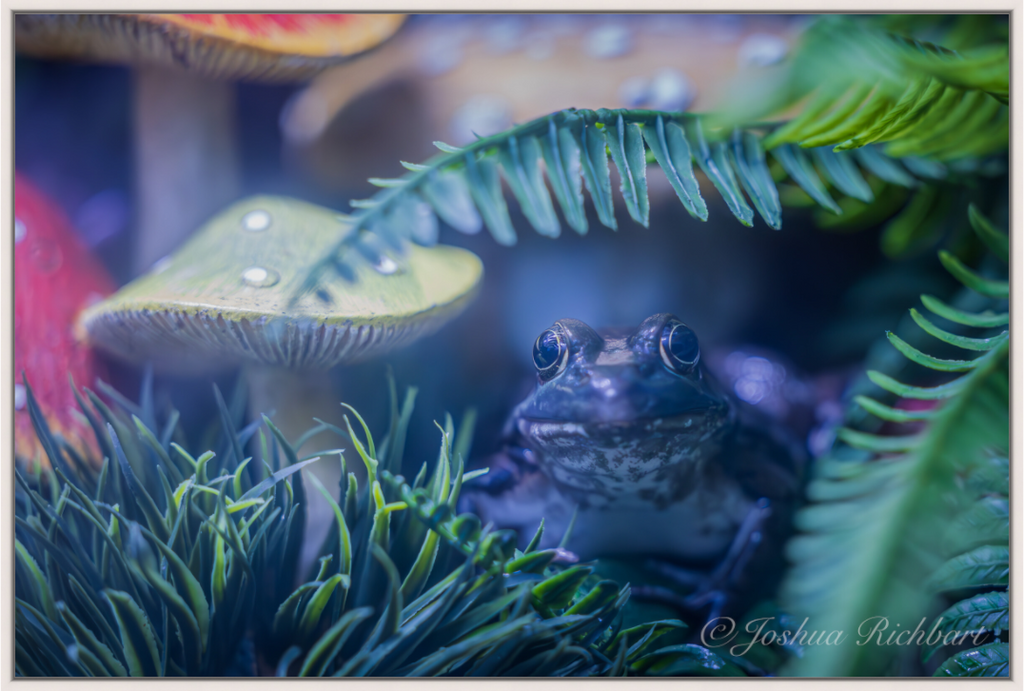 Hidden Frog in the Ferns