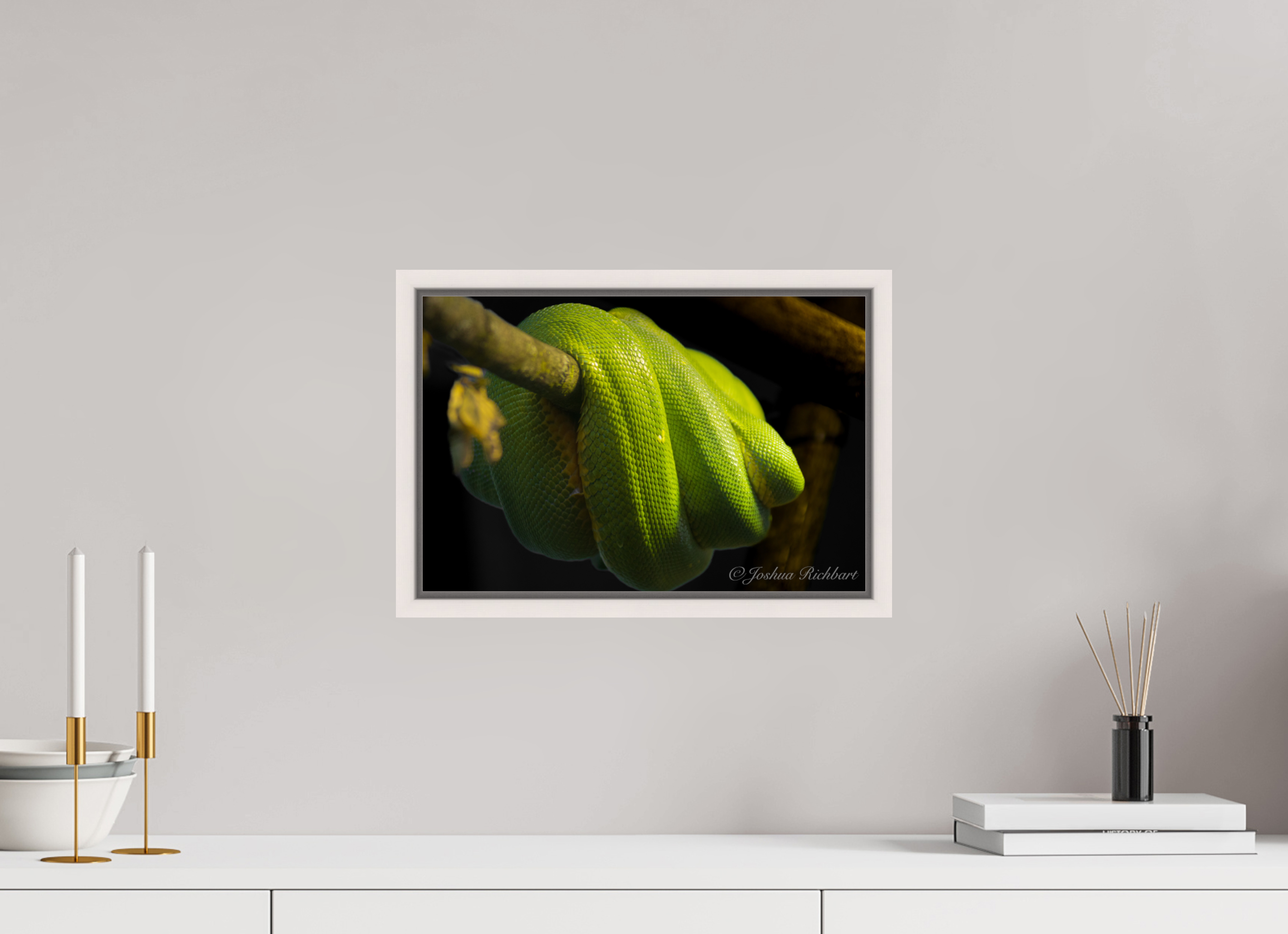 Green Tree Python in the Wild