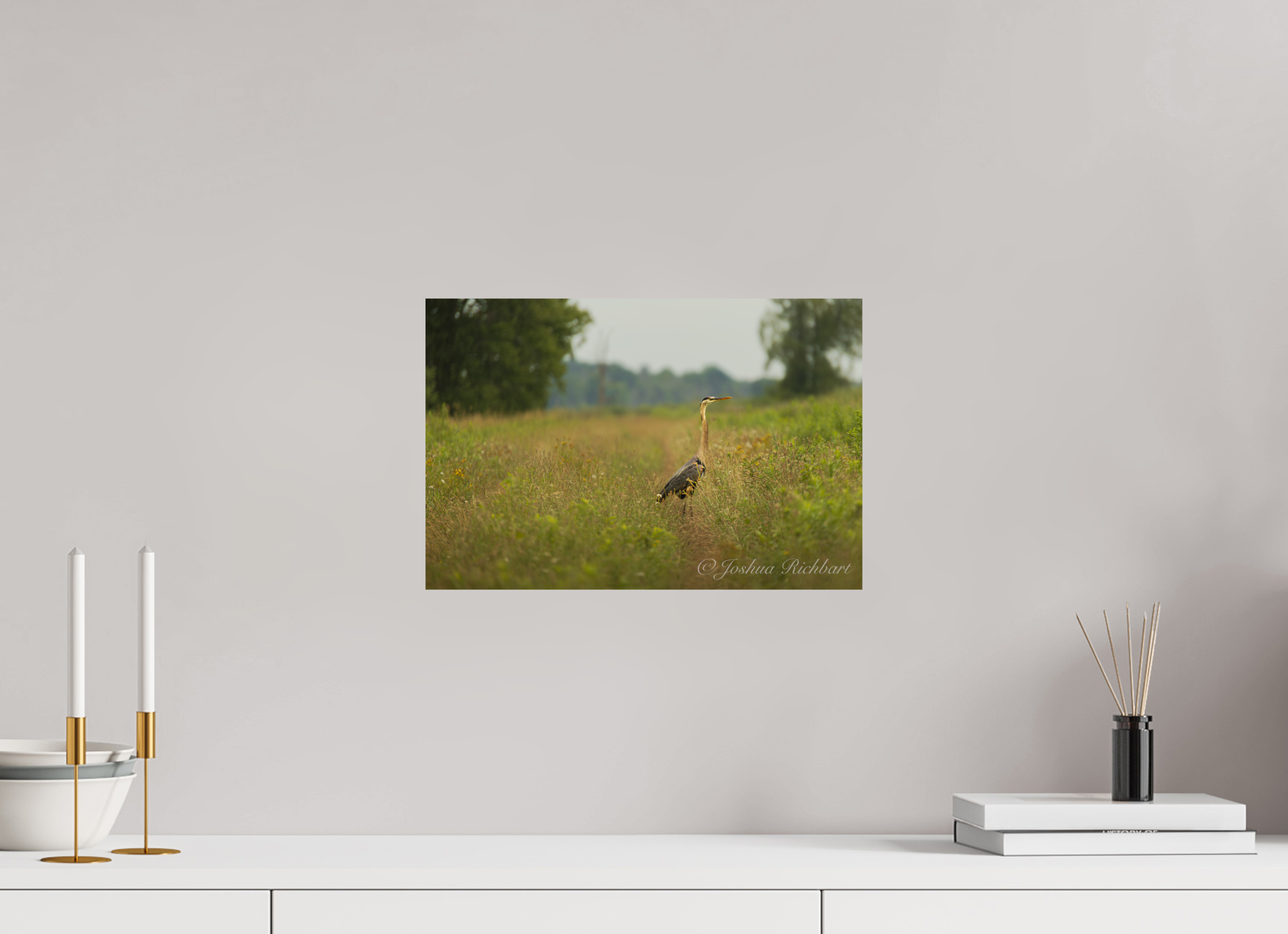 Serene Heron in the Meadow