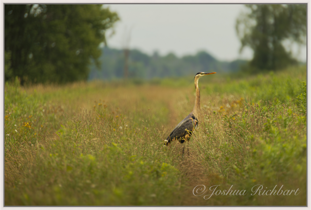 Serene Heron in the Meadow