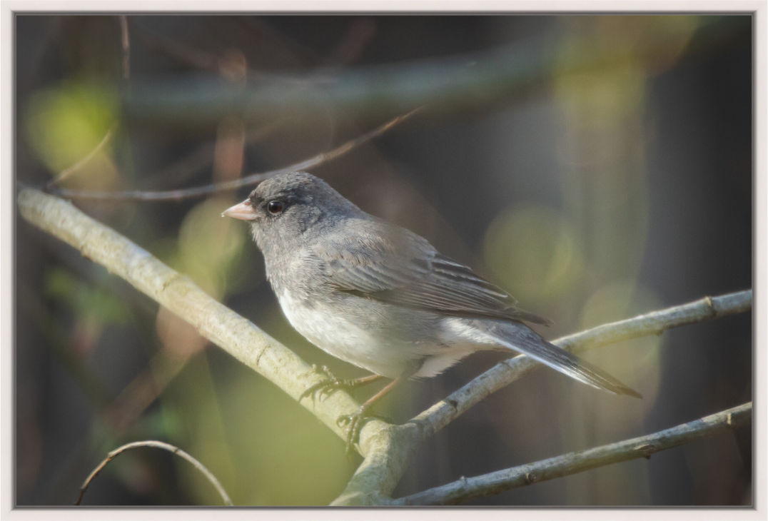 Dark-Eyed Junco Perched
