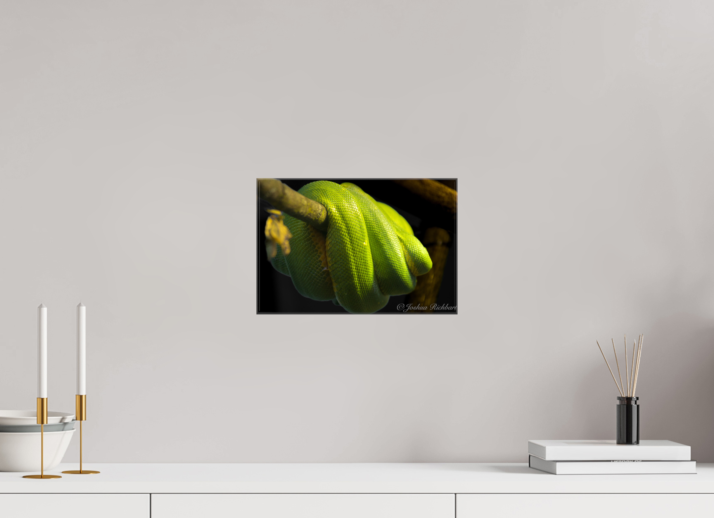 Green Tree Python in the Wild