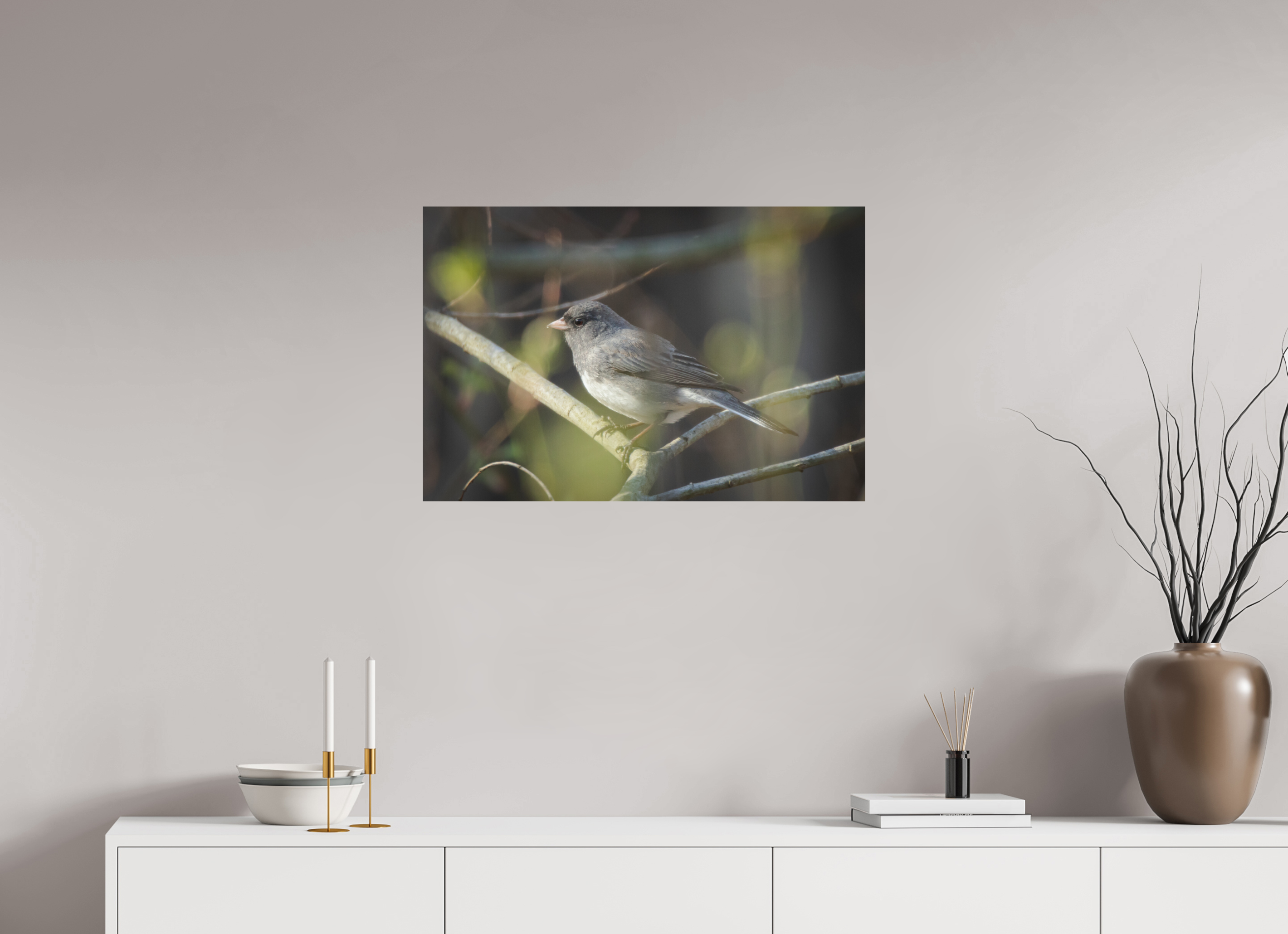 Dark-Eyed Junco Perched