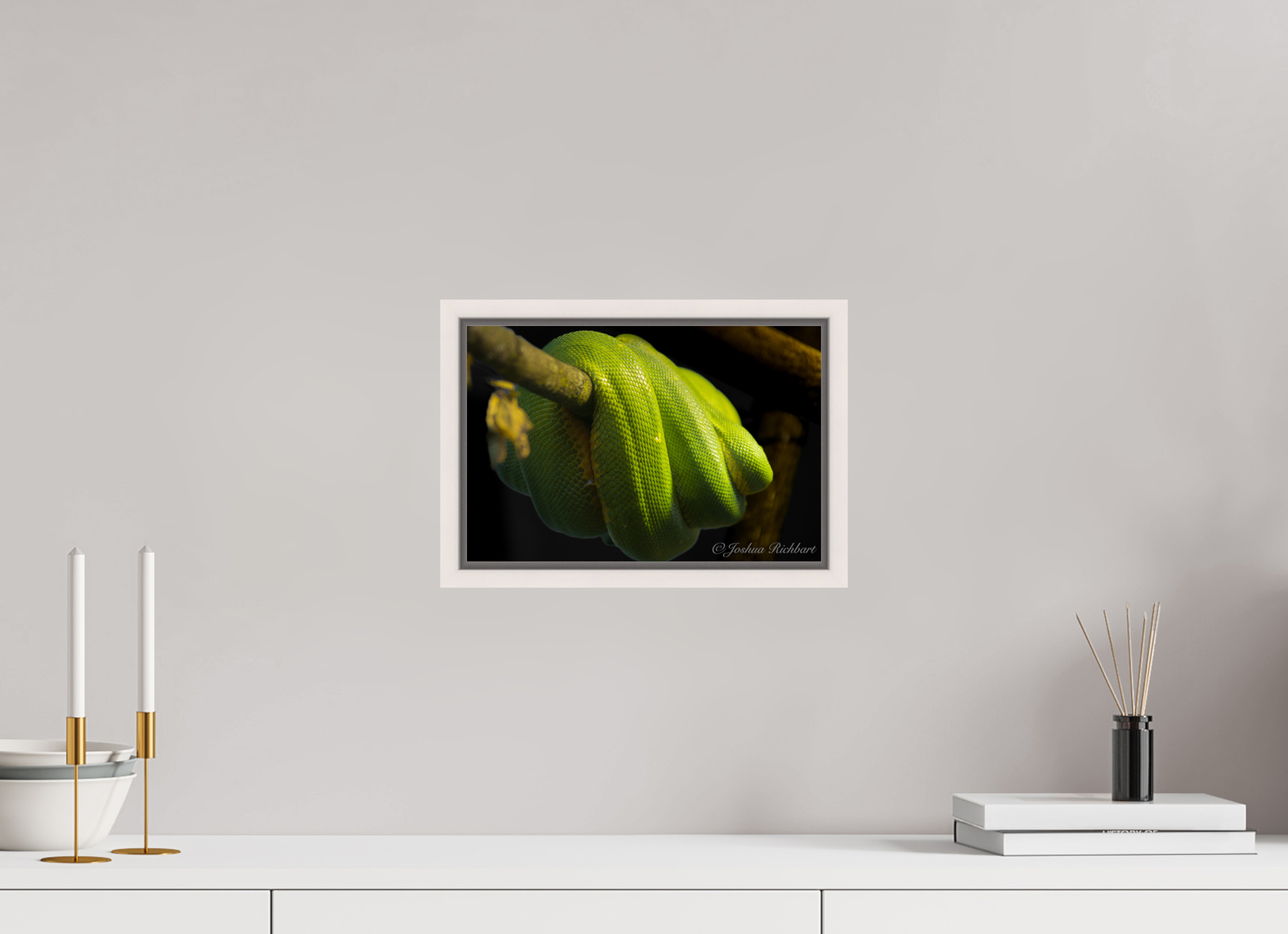 Green Tree Python in the Wild