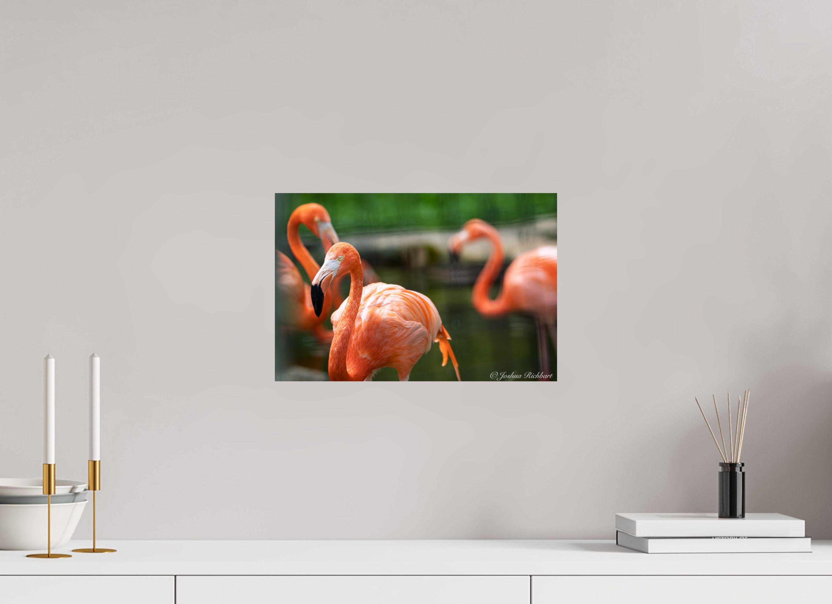 Flamingo Gathering