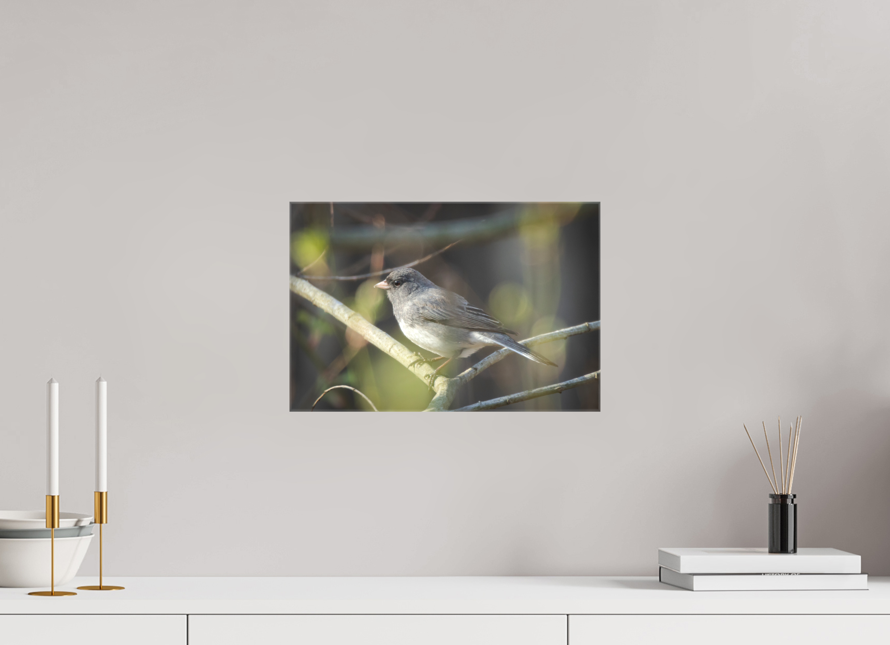 Dark-Eyed Junco Perched