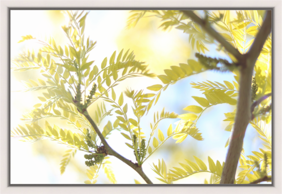 Sunlit Branches with Emerging Leaves